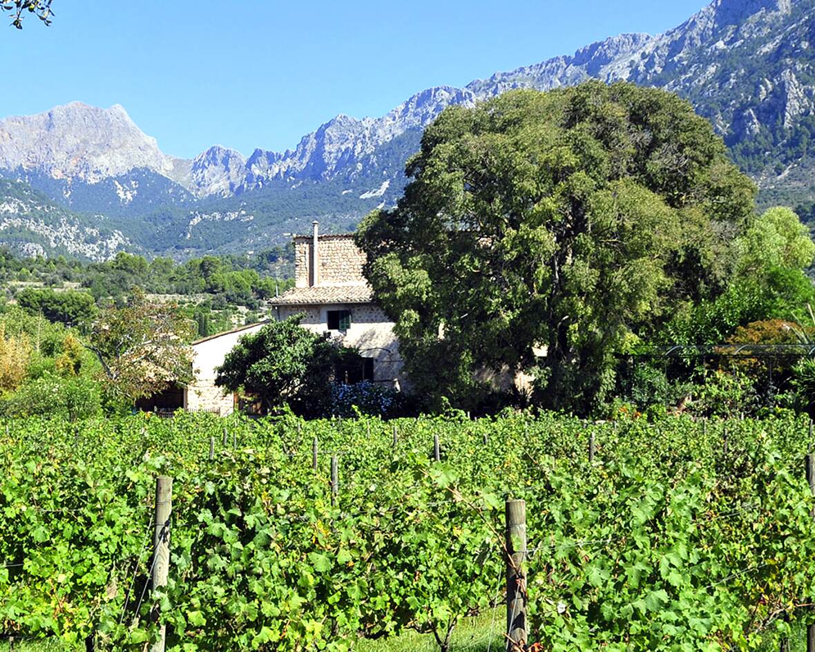 The stone house of Ca'n Posteta among old trees, the Serra de Tramuntana rising directly behind it.