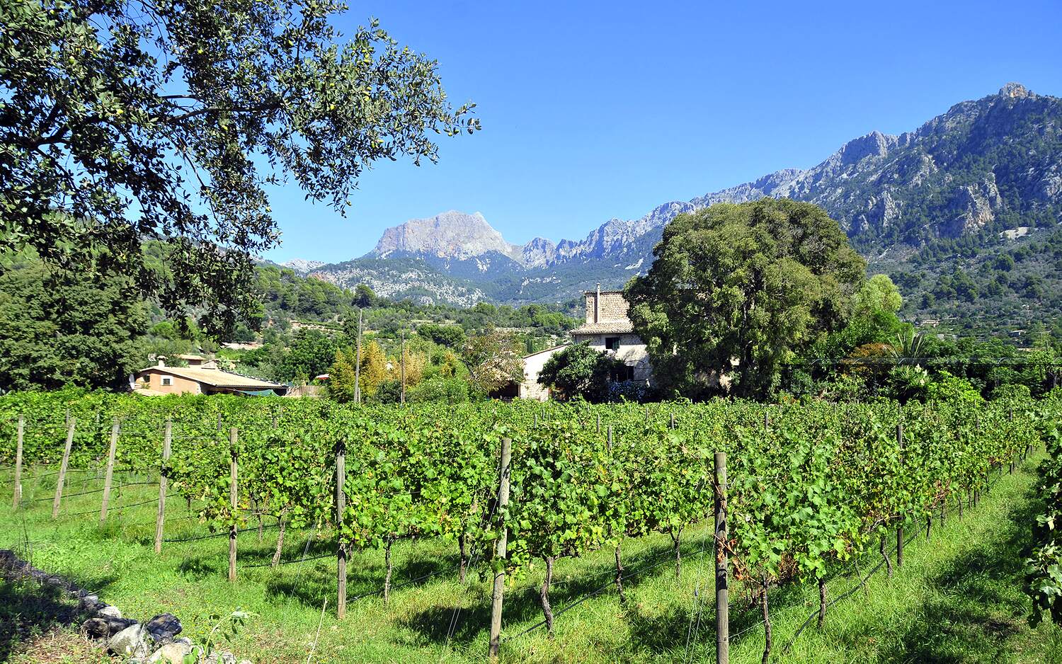 The Sóller valley below Ca'n Posteta — vineyard and groves under the grey wall of the Serra de Tramuntana.